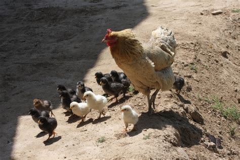 母鸡保护小鸡 怎么形容